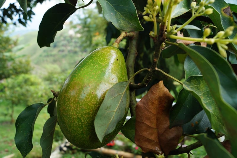 Avocado on Keto Diet